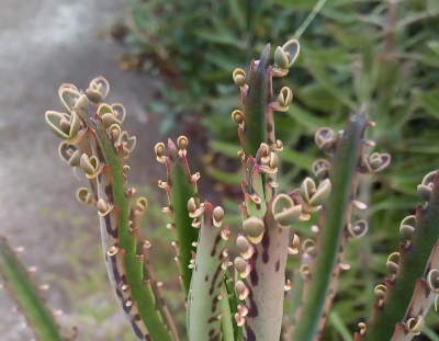 [This plant appears to be a type of succulent. It has long thick spires. At the top and outer edges of each spire are small curved green sections that appear to be petals attached to it. There appear to be two petals per flower and stamen inside. All the plant including the petals are the same green color. The outer edges of the petals are a reddish-brown.]